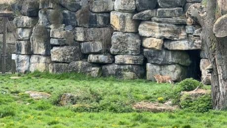 Belgique: la petite lionne née au parc Pairi Daiza a fait ses premiers pas dans l'enclos extérieur devant le public