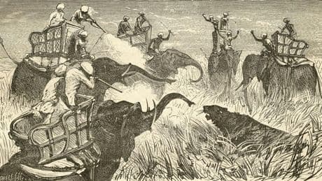 100,000 Apex ‘Feline’ Predators Roamed The Earth In 1900 — Today, Only A Few Thousand Remain. A Biologist Explains, And Reveals The 3 Subspecies Lost Forever