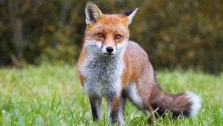 Fox hunting in Scotland 'still happening' two years on from 'strongest ban in UK'