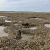 Klimaatverandering doet de schelpkokerworm in de Waddenzee goed