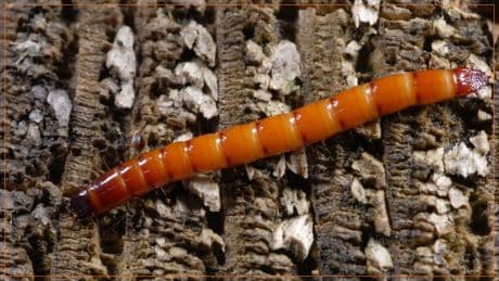 Schädlinge ade: So werden Sie den lästigen Drahtwurm im Garten los