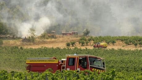 Incendie dans les Corbières : 80% des vignes détruites, les vignerons redoutent l’avenir