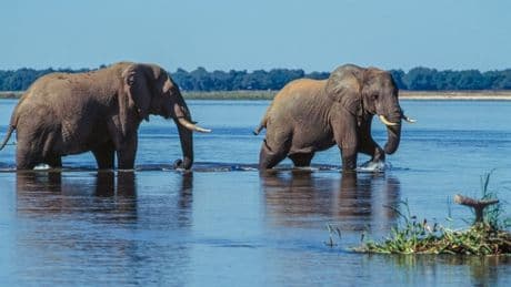 British woman and New Zealander killed in elephant attack on Zambia safari