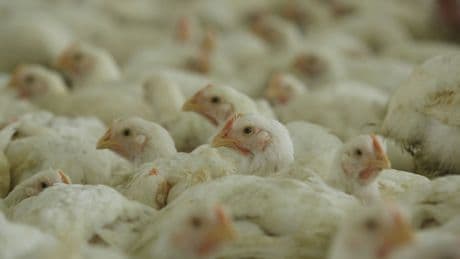 China prohíbe importar huevos y pollo de España por la gripe aviar