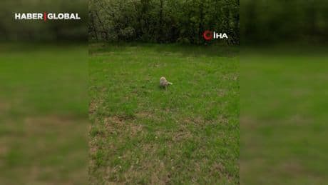 Tilkinin dronla imtihanı sosyal medyada büyük ilgi gördü