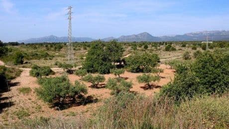Lotte ya puede empezar a urbanizar los terrenos de Mont-roig del Camp donde construirá una fábrica