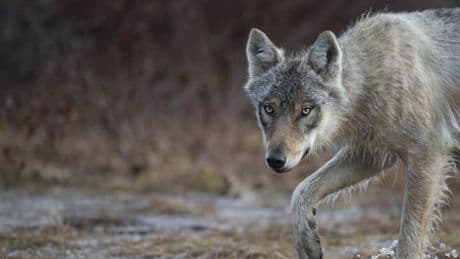 Alpes-Maritimes: un canidé ressemblant à un loup, retrouvé mort sur la pénétrante Cannes-Grasse