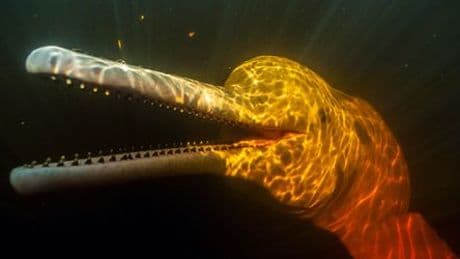 Orangefarbener Hai vor Costa Rica entdeckt: Das Farbenspiel der Natur