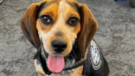 U.S. deports 70-year-old man after he 'violently' kicked a CBP dog at an airport