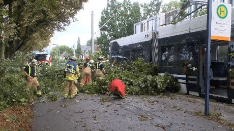 Unwetter in Mannheim: Baum fällt auf fahrende Straßenbahn