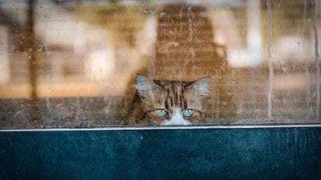 Dreckige Fenster: Weltflucht hinter zarten Schlieren