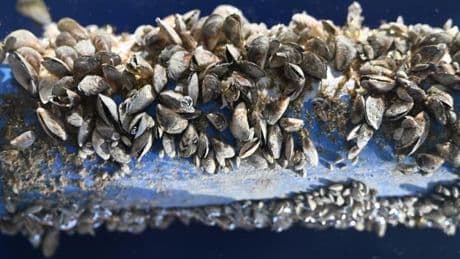 Wie Forscher die Muschel-Invasion im Bodensee stoppen wollen