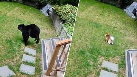 Stoer pomeriaans hondje jaagt beer uit zijn huis