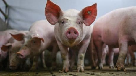 Lebensmittel: Was wird aus dem staatlichen Tierhaltungslogo?