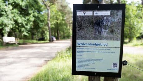 Opnieuw bijtincident wolf gemeld in bossen van Utrecht