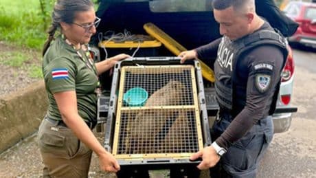Five illegal capybaras seized with crack cocaine after police chase