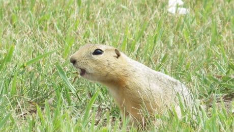 Ground squirrels are taking over a North Dakota city and officials are not amused