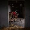 Horses on Kentucky farm helping men build sober lives, gain work and reunite families