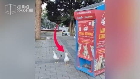 Das müssen Sie hören! - Diese Möwe imitiert eine Katze