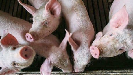 China prorroga a diciembre la investigación 'antidumping' al cerdo europeo