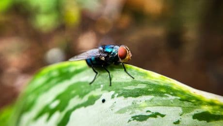 What to know about screwworm threats as US suspends livestock imports from Mexico over flesh eating maggot