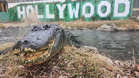 Alligator from ‘Happy Gilmore’ dies of ‘old age’ — but will continue to scare children for ‘years to come’