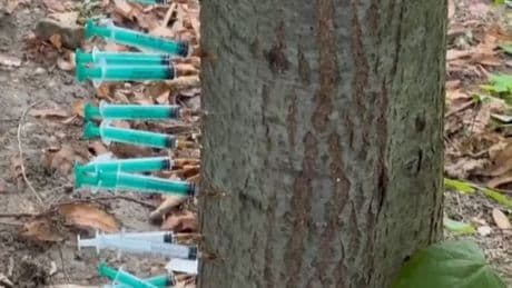 Junkie-Baum auf Mittelstreifen – Anwohner werfen Politik Untätigkeit vor