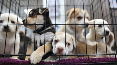 Empty The Shelters Offers Discounted Pet Adoptions Across America
