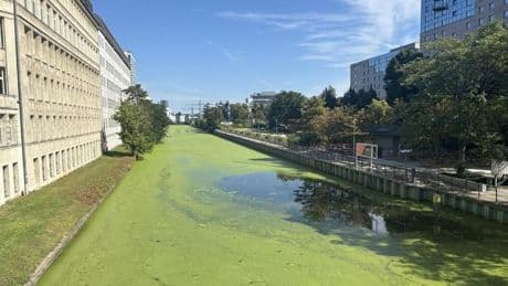 Warum Berlins Flüsse und Kanäle plötzlich grün sind