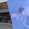 Gered of gestolen? Voorbijgan­gers ‘bevrijden’ puppy uit loden hitte aan Aldi in Gent: “Volgende dag stond de eigenaar er te flyeren”