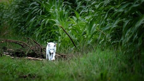 München: Fotograf entdeckt seltenen weißen Fuchs