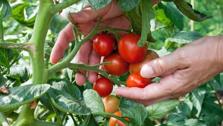 Benötigen viel Wasser: Das ist der beste Zeitpunkt, um Tomaten zu gießen