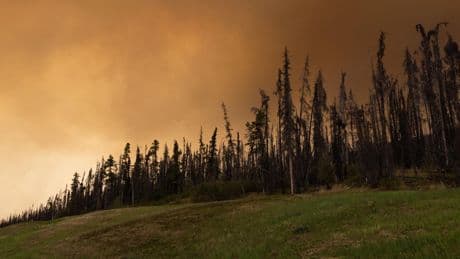 Westküste: 120 Waldbrände wüten in Kanada – fast 60 sind außer Kontrolle