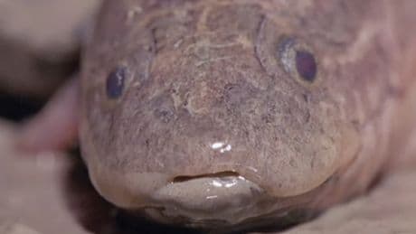 Descubren que hace 400 millones de años ya había peces pulmonados que podían moverse por tierra