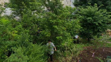 Microforests in Elizabeth, N.J., Help Clear the Air