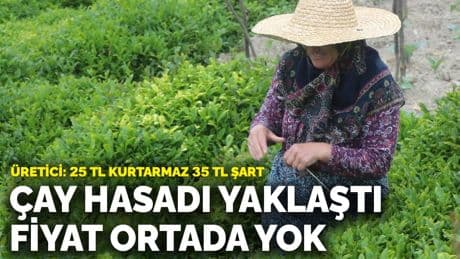 Çay hasadı yaklaştı fiyat ortada yok