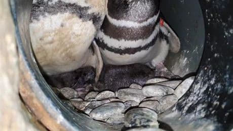 Acquario di Genova, è nato un nuovo pinguino Papua | Foto e video