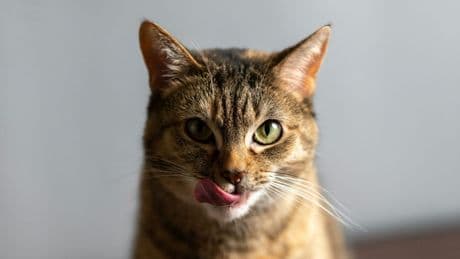 Les chats sont-ils les seuls animaux à pouvoir ronronner?