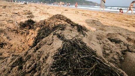 Algas en las playas vizcaínas: la Diputación aclara que no son las mismas que han invadido Cantabria