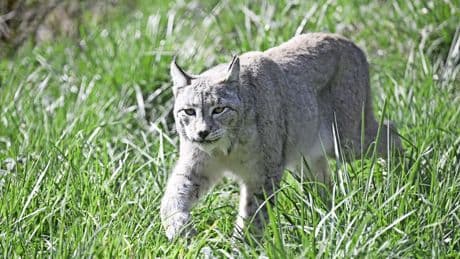 Lynx urenlang vermist na ontsnapping Eindhoven Zoo: ’Niet benaderen, bel 112’