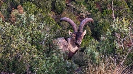 Encuentros con cabras salvajes en Montserrat