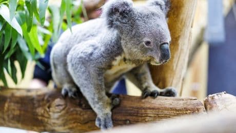 Duisburger Zoo: Irwin ist tot: Ältester Koala Europas wurde 17 Jahre alt
