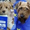 Britain 'has asked to rejoin EU's pet passport scheme' to cut cost of taking animals to the continent