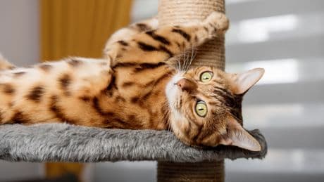 Die beliebtesten Kratzbäume: Diese Modelle empfehlen Katzenbesitzer