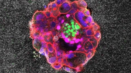 Embryos small but mighty, first live videos show