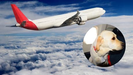 Tierischer Flugbegleiter: Italienische Fluggesellschaft erlaubt große Haustiere auf Kabinensitz
