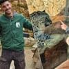 Tijger doodt verzorger in dierentuin Jeruzalem