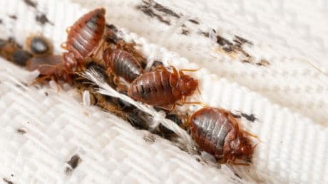 Vive, scorpion ou punaise de lit : quand les « bestioles » irritent les urgences