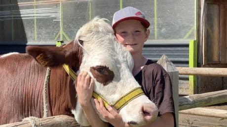 Champsaur: la relation fusionnelle entre la vache Ullis et le jeune Charly