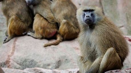 Nürnberg: Tiergarten muss Pavian-Tötung vorbereiten
